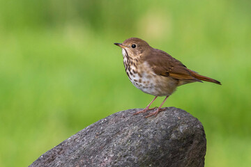 Fototapeta premium Heremietlijster, Hermit Thrush, Catharus guttatus