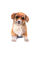 watercolor drawing of cute orange puppy