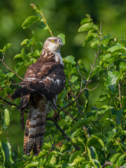 Wespendief, European Honey Buzzard, Pernis apivorus