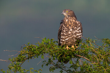 Wespendief, European Honey Buzzard, Pernis apivorus