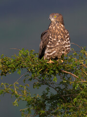 Wespendief, European Honey Buzzard, Pernis apivorus