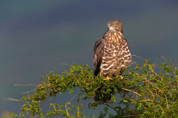 Wespendief, European Honey Buzzard, Pernis apivorus