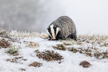European badger (Meles meles) in winter time in a winter landscape in a natural wilderness setting....