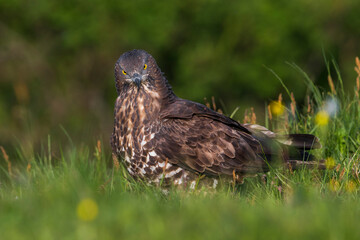 Wespendief, European Honey Buzzard, Pernis apivorus