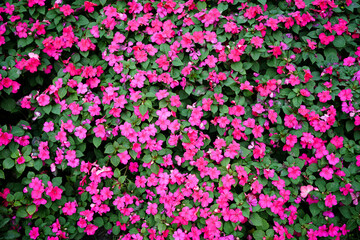 bright crimson flowers and green foliage. floral background. flowerbed