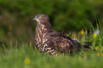 Wespendief, European Honey Buzzard, Pernis apivorus