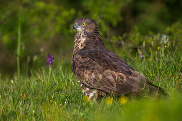 Wespendief, European Honey Buzzard, Pernis apivorus