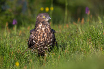 Wespendief, European Honey Buzzard, Pernis apivorus