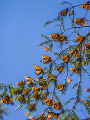 Monarch Butterflies on tree branch in blue sky background in Michoacan, Mexico