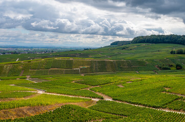 Fototapeta premium Landscape with green grand cru vineyards near Epernay, region Champagne, France in rainy day. Cultivation of white chardonnay wine grape on chalky soils of Cote des Blancs.