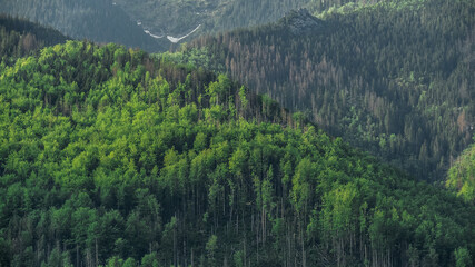 Zalesiona zielona góra na tle wzgórz z uschniętymi drzewami o poranku