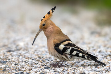 Hop, Eurasian Hoopoe, Upupa epops