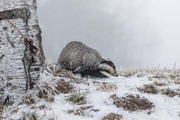 European badger (Meles meles) in winter time in a winter landscape in a natural wilderness setting. Wild scene of wild nature, Germany, Europe. © murmakova