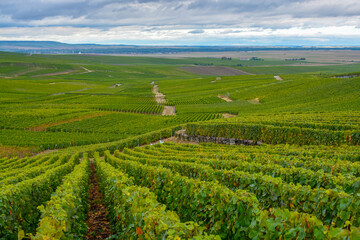 Fototapeta na wymiar Landscape with green grand cru vineyards near Epernay, region Champagne, France in rainy day. Cultivation of white chardonnay wine grape on chalky soils of Cote des Blancs.
