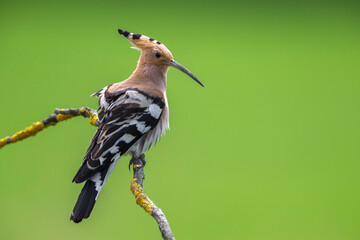 Hop, Eurasian Hoopoe, Upupa epops © AGAMI