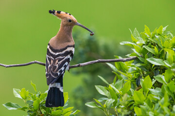 Hop, Eurasian Hoopoe, Upupa epops