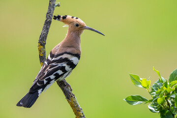 Hop, Eurasian Hoopoe, Upupa epops © AGAMI
