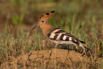 Hop; Eurasian Hoopoe; Upupa epops
