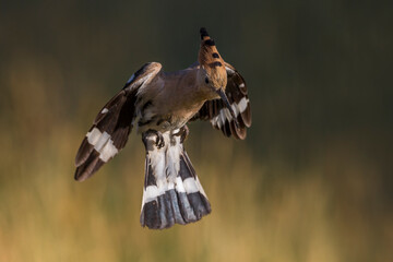 Hop; Eurasian Hoopoe; Upupa epops