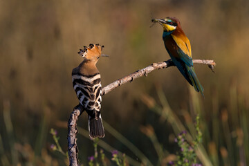 Hop  Eurasian Hoopoe  Upupa epops © AGAMI