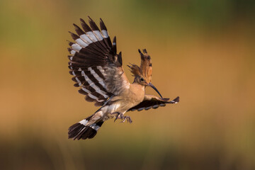 Hop; Eurasian Hoopoe; Upupa epops