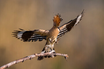 Hop  Eurasian Hoopoe  Upupa epops © AGAMI