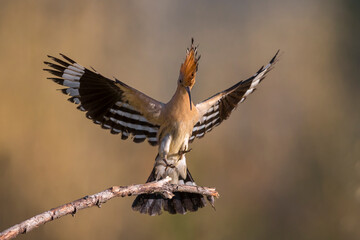 Hop; Eurasian Hoopoe; Upupa epops