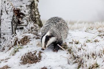 European badger (Meles meles) in winter time in a winter landscape in a natural wilderness setting....