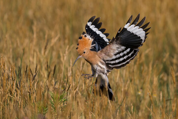 Hop; Eurasian Hoopoe; Upupa epops