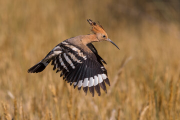 Hop; Eurasian Hoopoe; Upupa epops
