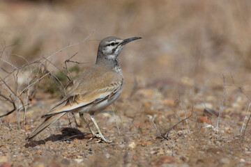 Witbandleeuwerik, Hoopoe Lark; Alaemon alaudipes