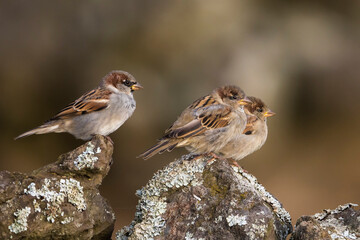 Passera oltremontana; House Sparrow; Passer domesticus