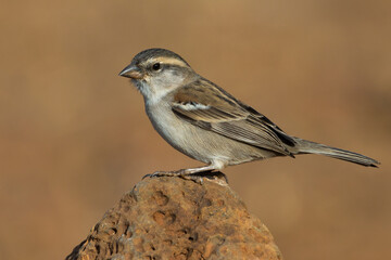 Kaapverdische Mus; Iago Sparrow; Passer iagoensis