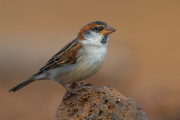 Kaapverdische Mus; Iago Sparrow; Passer iagoensis