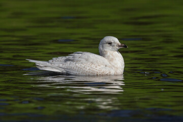 Kleine Burgemeester, Iceland Gull, Larus glaucoides