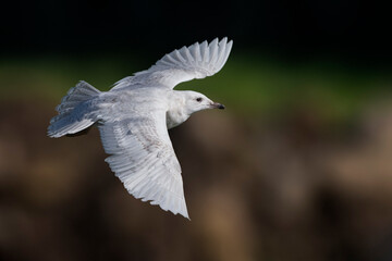 Obraz premium Kleine Burgemeester, Iceland Gull, Larus glaucoides