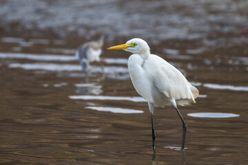 Middelste Zilverreiger, Intermediate Egret, Egretta intermedia