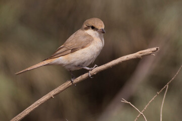 Fototapeta premium Daurische Klauwier; Daurian Shrike; Lanius isabellinus