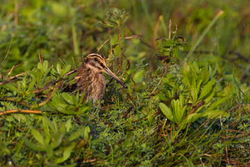 Bokje, Jack Snipe; Lymnocryptes minimus