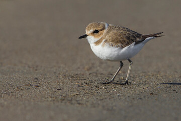 Strandplevier; Kentish Plover; Charadrius alexandrinus