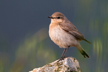 Izabeltapuit, Isabelline Wheatear, Oenanthe isabelline