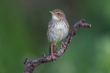 Kleine Sprinkhaanzanger; Lanceolated Warbler; Locustella lanceolata
