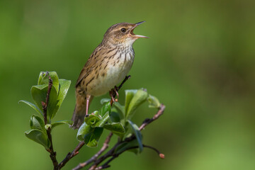 Kleine Sprinkhaanzanger; Lanceolated Warbler; Locustella lanceolata