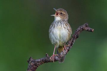 Kleine Sprinkhaanzanger; Lanceolated Warbler; Locustella lanceolata