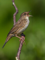 Kleine Sprinkhaanzanger; Lanceolated Warbler; Locustella lanceolata