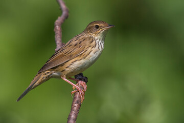 Kleine Sprinkhaanzanger; Lanceolated Warbler; Locustella lanceolata