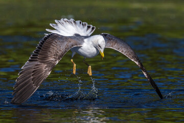 Kleine Mantelmeeuw; Lesser Black-backed Gull; Larus fuscus
