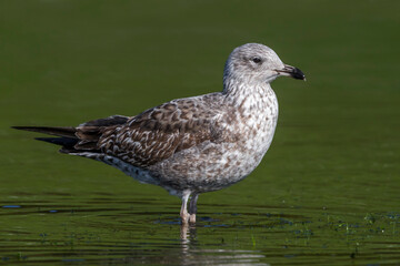 Kleine Mantelmeeuw; Lesser Black-backed Gull; Larus fuscus