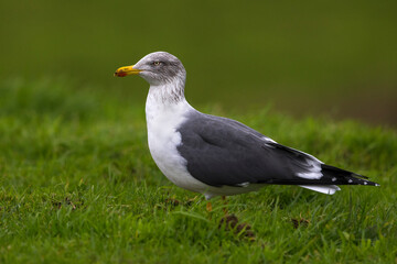 Kleine Mantelmeeuw; Lesser Black-backed Gull; Larus fuscus
