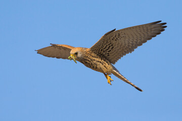 Kleine torenvalk, Lesser Kestrel, Falco naumanni